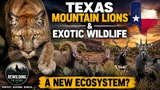 Texas Mountain Lions & Exotic Wildlife: A New Ecosystem