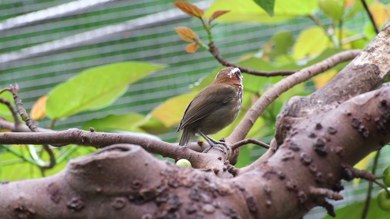 Animal Sound ｜ 栗背鈎嘴鶥 Pomatorhinus montanus