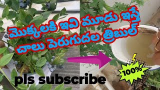 హావెస్ట్ బాగా రావాలంటే ఈ మూడు ఇస్తే చాలు #harvest #fruitplant #gardenvlogs #secrettips  