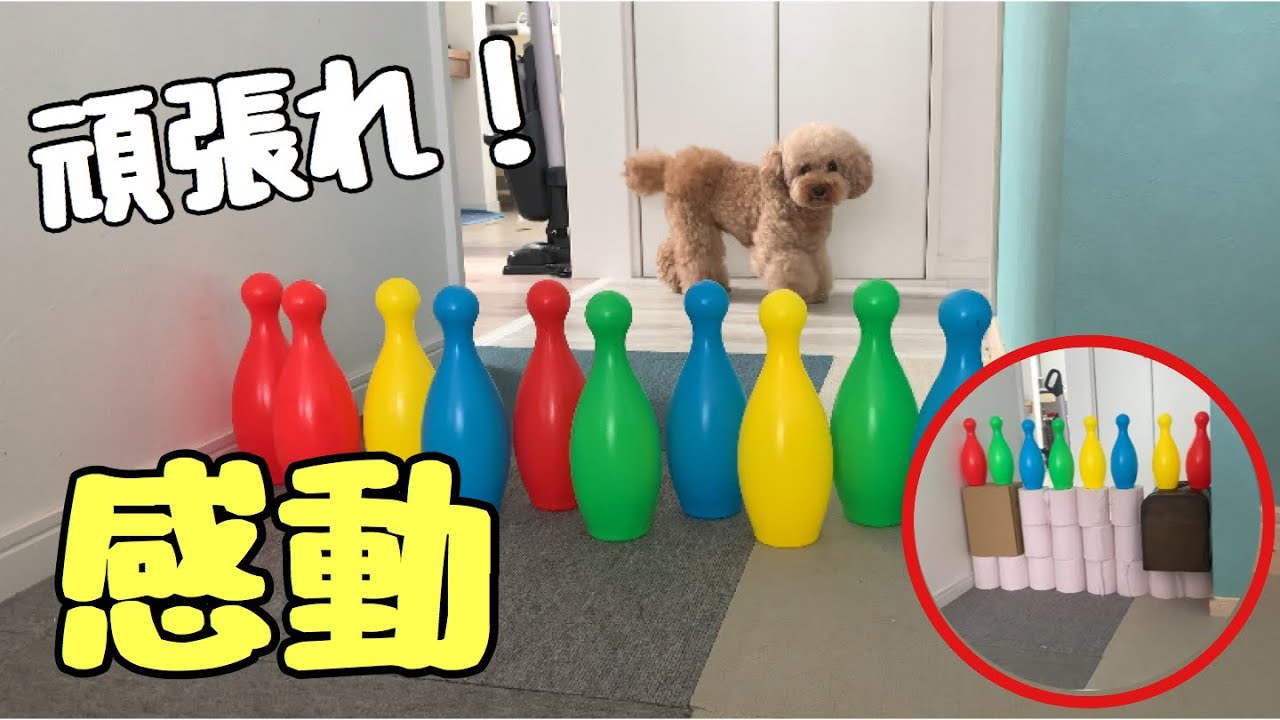 何故かトイレットペーパーチャレンジになったが家族みんなで感動してしまう トイプードル マルプー Youtube 何故かトイレットペーパーチャレンジになったが家族みんなで感動してしまう トイプードル マルプー Youtube