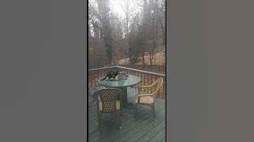 Raccoon 3D Google AR Animals #Shorts