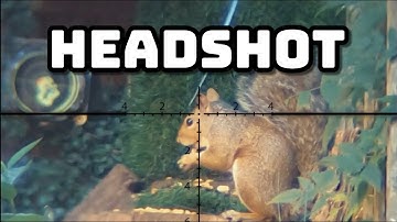 Squirrel Headshots