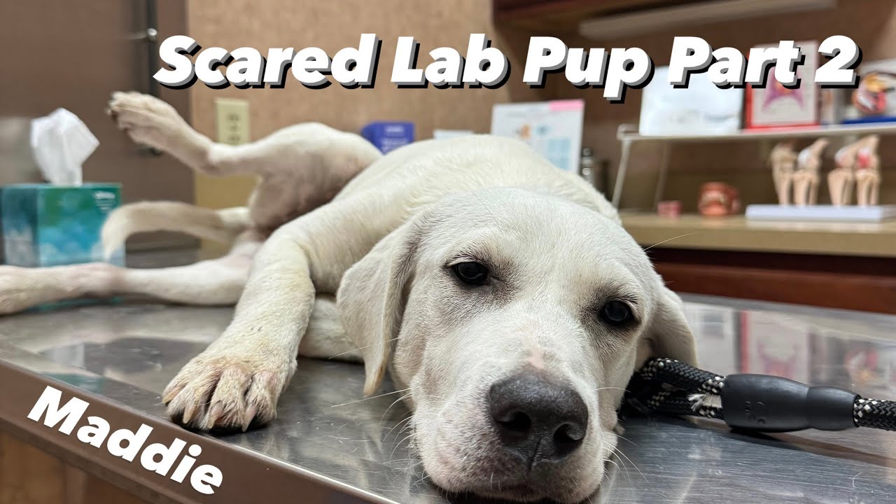 Part2 on Maddie, the young Lab we found wandering in the ditch - YouTube