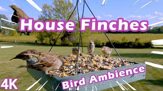 House Sparrows & House Finches Feast at the Backyard Bird Feeder Buffet 4K #birds #nature #wildlife