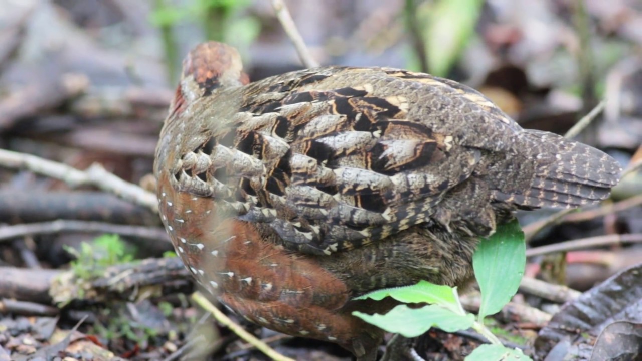 Spotted Wood Quail (Odontophorus guttatus) 1 YouTube