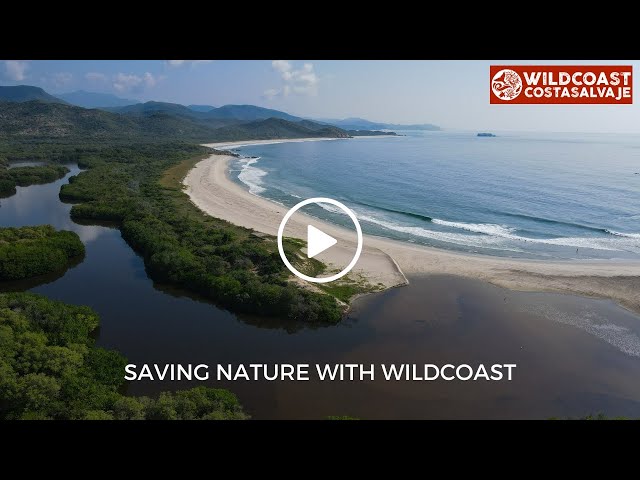 SAVING NATURE WITH WILDCOAST