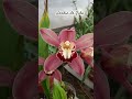 Orquídea