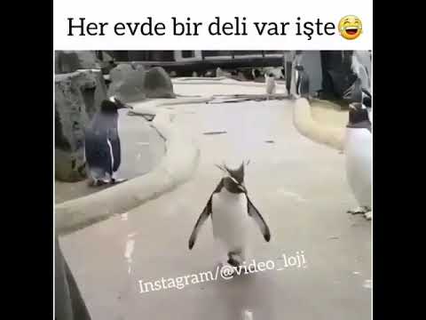 Her evde bir deli var işte