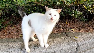 何か言いながら葉っぱに頭突きする野良猫
