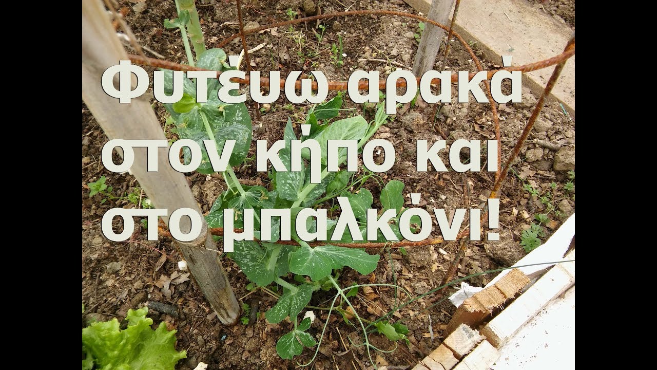 Φύτεμα αρακά!