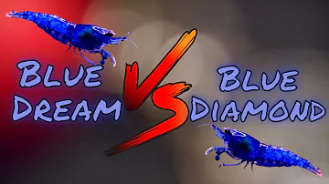 ¿Son iguales las gambas Blue Dream y Blue Velvet?