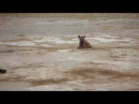 Kenya-獵狗