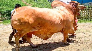 Heavyweight Sahiwal Bull from Bangladesh