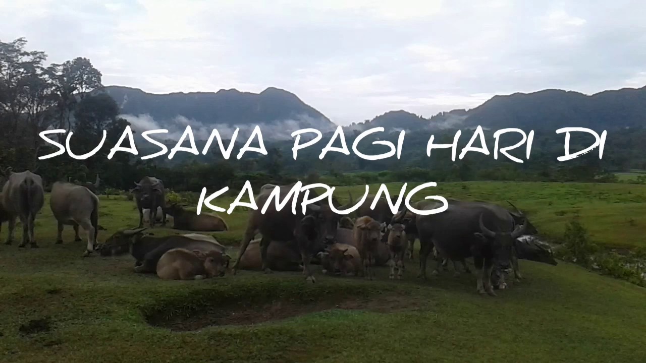 SUASANA PAGI HARI DI KAMPUNG - YouTube