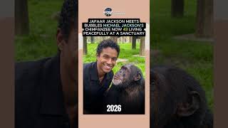Michael Jackson’s Chimp Bubbles Is Now 43 😳🐵