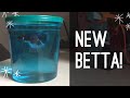 NEW BETTA FISH!