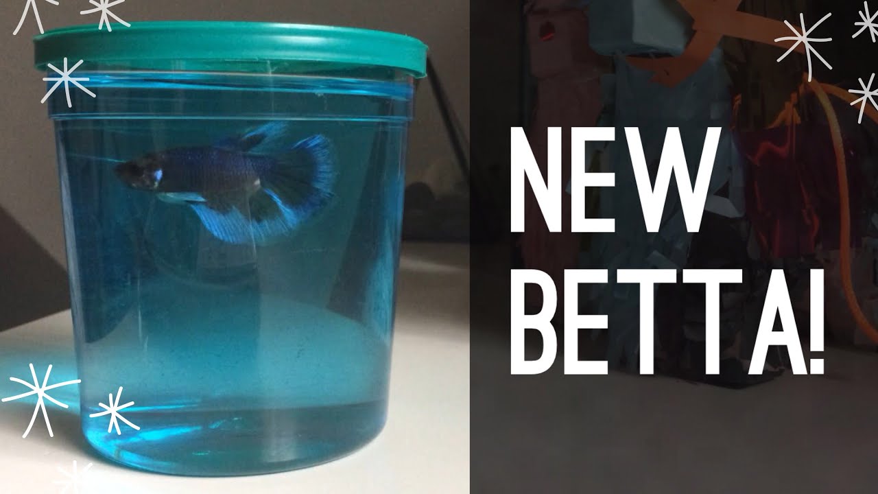 petco fish NEW BETTA FISH!