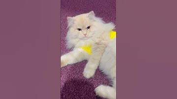 Don’t scroll 😿 #cat #cats #shorts #catshorts #viral #viralshorts #shortvideos #catlover #fyp #funny