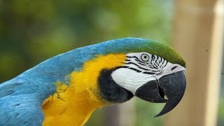 Macaw Documentary