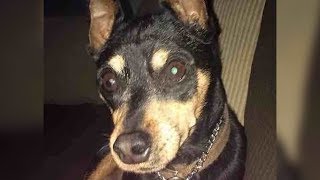 EUTHANIZED Dog At Vet Found Alive With Another Family In New Jersey RESCUED | What's Trending Now!