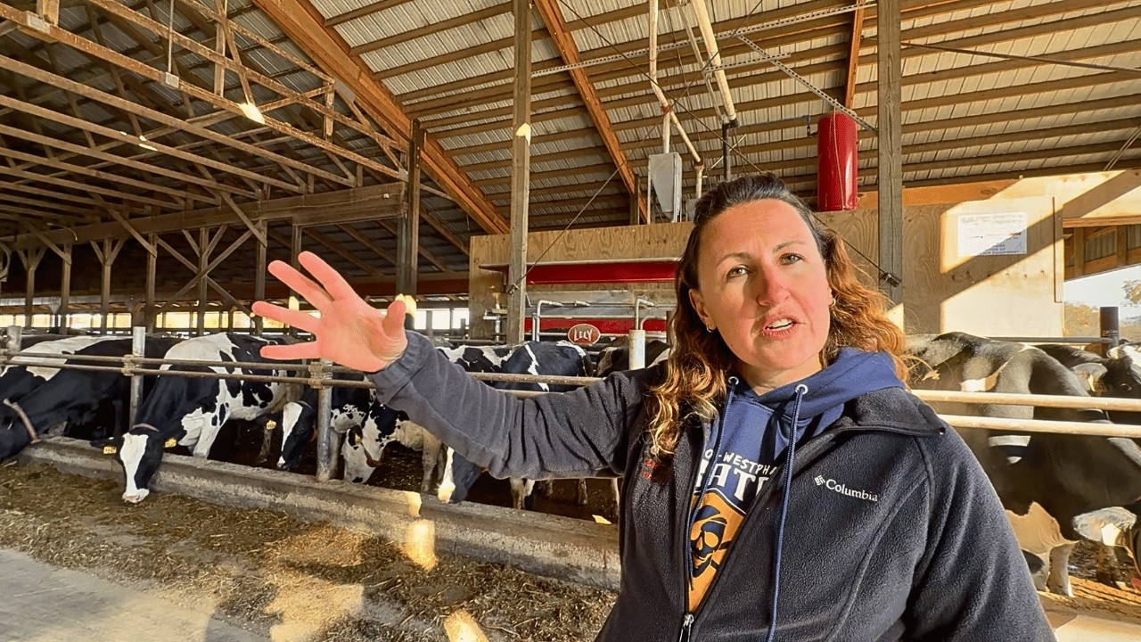 ORDENHA COM ROBÔS LELY: 2,8 ORDENHAS/DIA, 6.300 LITROS DIÁRIOS E 220 VACAS - FAZENDA K&K 🇺🇸