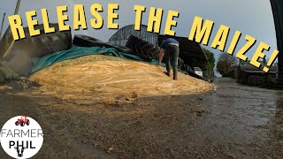 2 WEEKS LATER WHAT'S THE MAIZE LIKE?! | CHOPPING BEET & OPENING THE MAIZE PIT