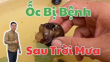 Ốc Nhồi Sưng Vòi, Bỏ Ăn Sau Mưa – Nguyên Nhân Và Cách Khắc Phục
