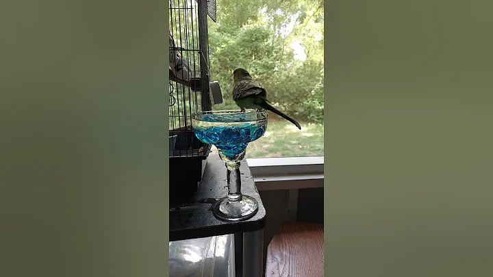 My Buddy taking a bath. I Love this little guy