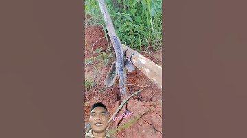 Dụng Cụ Nhổ Gốc Cây #farming