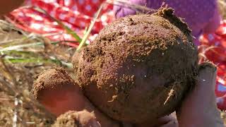 Harvesting Aditondack Blue Potatoes 🥔 2025
