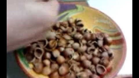 WALNUT CRACKER  - ENGLISH WALNUT - HAZELNUT CRACKER - NUT CRACKER - FILBERNUT CRACKER ADJUSTABLE