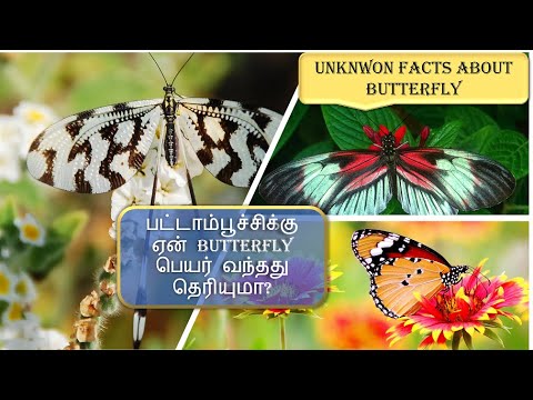 Top 10 Unknown Facts about Butterfly | பட்டாம்பூச்சி | in Tamil