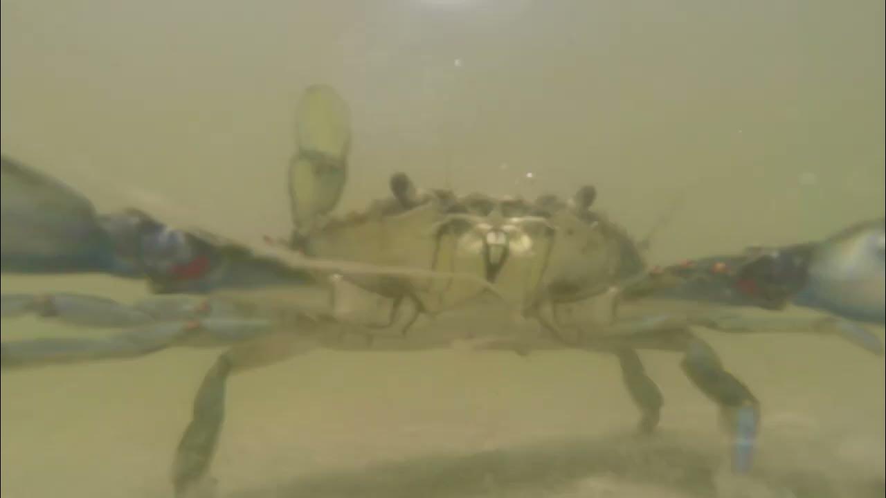 Blue Crab clicking its claws to warn me to leave it alone or else