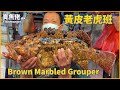 HKD240/斤 黃皮老虎斑 Brown Marbled Grouper【賣魚佬 OH! Seafood HK】｜西環魚王