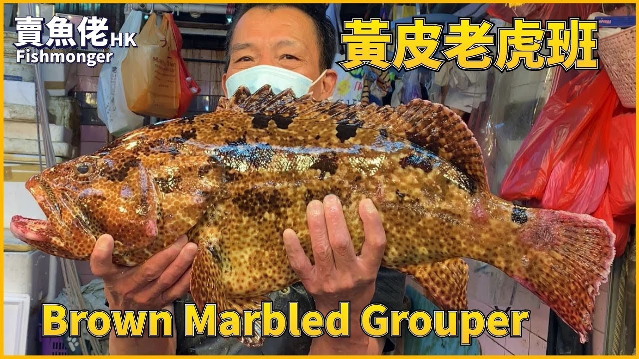 HKD240/斤 黃皮老虎斑 Brown Marbled Grouper【賣魚佬 OH! Seafood HK】|西環魚王