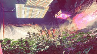 GROWING WEED INDOORS (70+ PLANT GARDEN UPDATE)