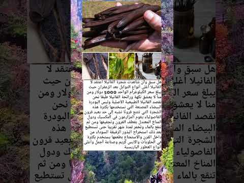 هل سبقى وان شاهدت شجرة الفنيلا معلومات مذهلة  علوم