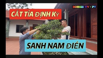 Sanh Nam Điền Cắt Tỉa Định Kỳ | Bonsai TV - PT