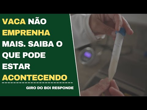 VACA NÃO EMPENHA MAIS. SAIBA O QUE PODE ESTAR ACONTECENDO