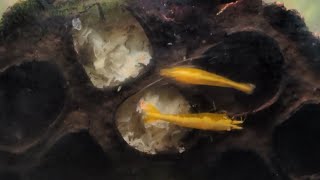 🦐 #shrimptank |  Yellow Shrimp: The Ever-Living Flow (60L) ☯️