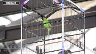 SEREM BANGET...!!!! CUCAK IJO BINTANG ASL NGERI TAMPIL DI MBRK CUP II BOGOR ALL STAR