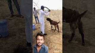 Goat Slaughtering Video