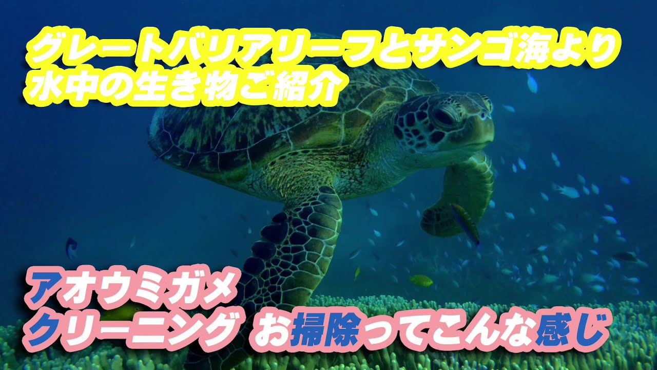 Cleaning Turtles so relax アオウミガメのクリーニングってこんな感じ