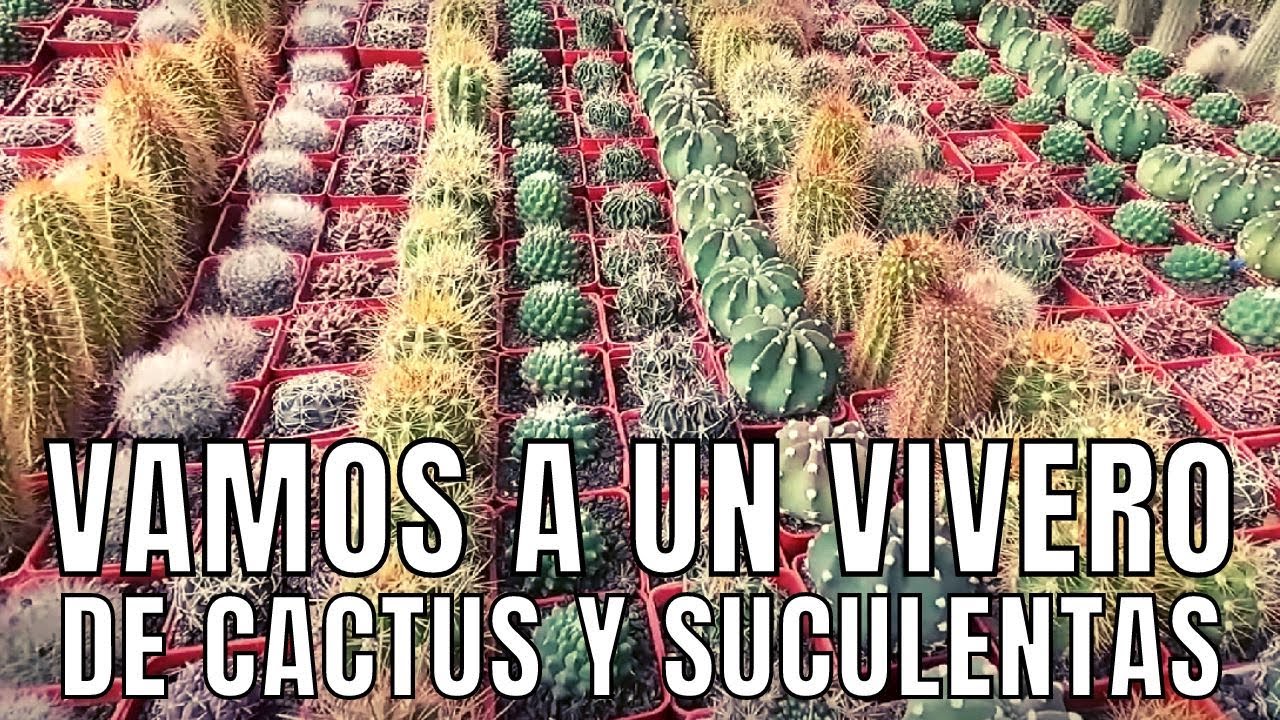 ¡VAMOS A UN VIVERO DE CACTUS Y SUCULENTAS!