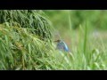 威嚇するカワセミ幼鳥