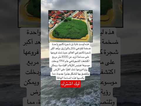 هذه ليست غابة بل شجرة كاجو واحدة ضخمة تقع في ناتال بالبرازيل وت عد أكبر شجرة كاجو اكسبلور لايك