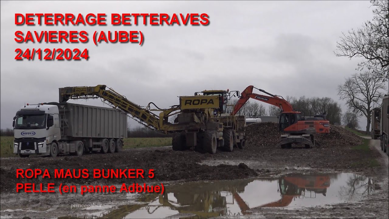 BETTERAVES 2024 /CHANTIER  DÉTERRAGE /ROPA MAUS 5 BUNKER / SAVIERES / PELLE  DX210W / PANNE ADBLUE /