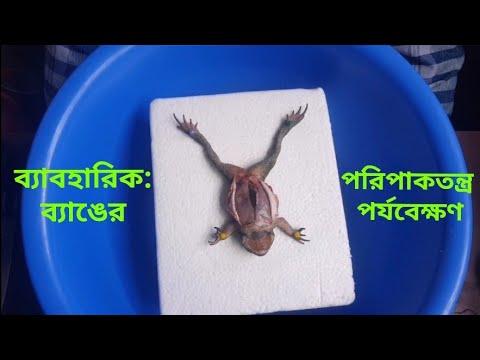 ব্যাবহারিক-ব্যাঙের পরিপাকতন্ত্র পর্যবেক্ষণ৷ Practical:Observation of Digestive system of Frog.