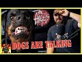 Some Aussie MADNESS!!! | The Angels - Dogs Are Talking | REACTION