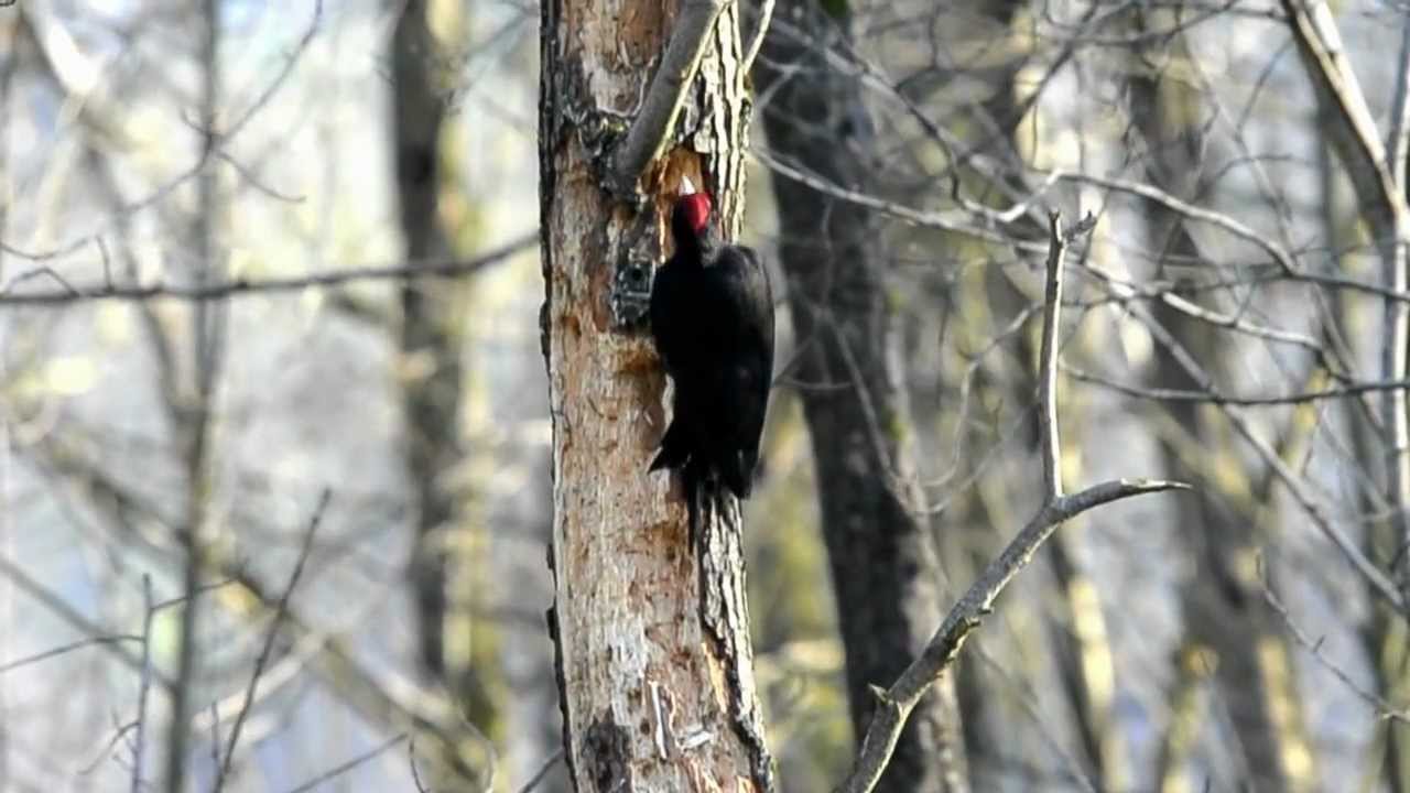 PICAMADEROS NEGRO. (Dryocopus martius)